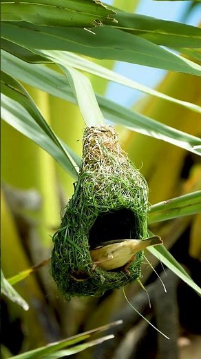 The Wonderful Weaver Bird's Nest 10012#birds #nature