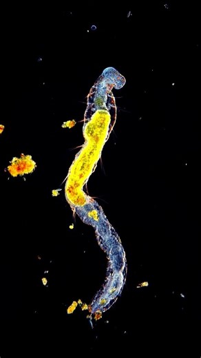 Micro living creature under Microscope | Know your universe | Learn science biology microbiology