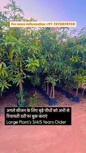 4.4K views · 640 reactions | अगले सीजन के लिए बड़े पौधों को अभी से रियायती दरों पर बुक कराएं 7272070758 #kesarmango #indoisraeltechnology #mangofolks #largemangotree #indoisrael #big_plantation #mangogarden #viral #uhdpmangofarmingindia | Indoisrael technology & tips | Facebook