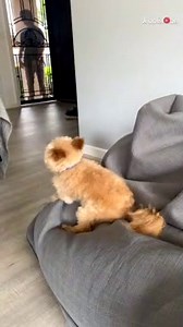 This dog welcomes guests home with an ADORABLE 'Happy Dance'