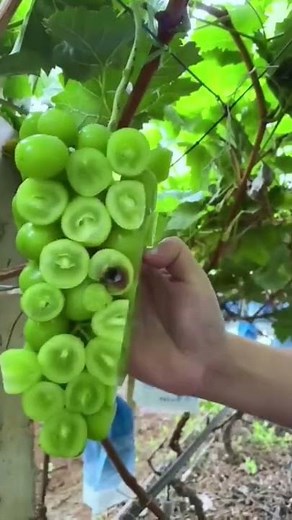 how to cut Grapes