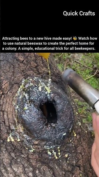 How to Attract Bees to a Hive: Simple Bee Keeping Trick 🐝#shorts