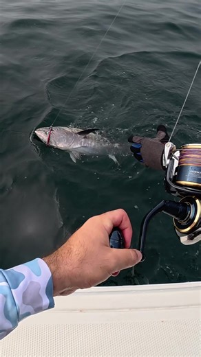 Nice recreational bluefin released to become a giant! #fishinglife #fyp #tuna #creatorsearchinsights