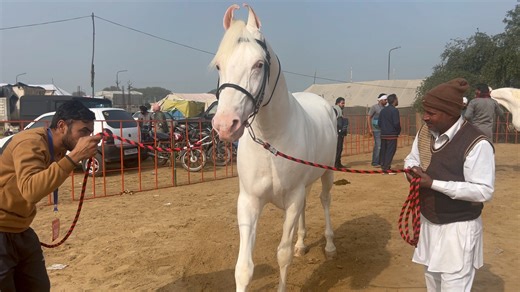Stallion Raj Roop enters Nukra Ring of Punjab Horse Show at Muktsar Mela 2024 | FSA Entertainment | Facebook