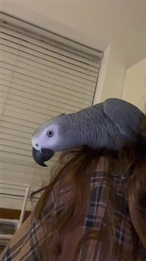 Kissing and Biting: An African Grey's Playful Moments