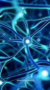 THE MIND-MUSCLE LINK IS REAL — AND STRONGER THAN MOST PEOPLE THINK A fascinating neuroscience study has revealed that the brain alone can stimulate measurable physical strength. Researchers found that simply visualizing yourself lifting weights every day can increase muscle strength by over 13%, even without touching a dumbbell. This discovery shows how mental training activates the same neural pathways used during real physical exercise. Important Details: • Brain imaging shows that mental rehe