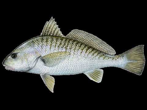 Atlantic Croaker fish sounds