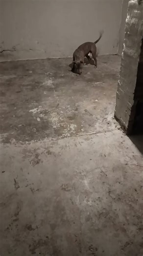 my dog tripping at night