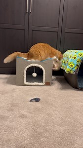 Cubby and Friends on Reels