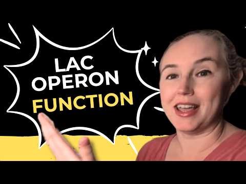 Lactose On, Glucose Off | The Bacterial Decision - Lac Operon Function