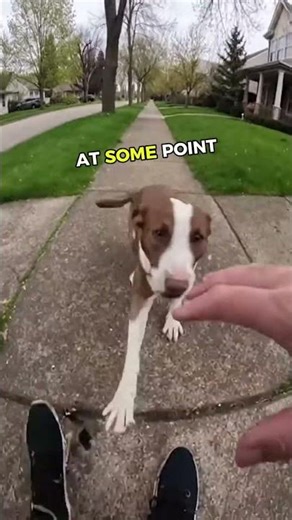Dog's tense encounter with a jogger 🤯⚠️ #animals #pets #mindblowing
