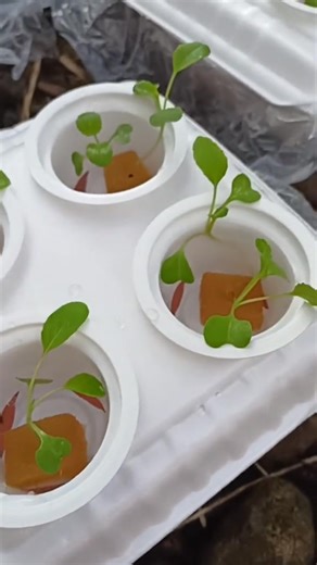 Tutorial pemula bertanam hidroponik 🌱 #tutorial #hidroponik #menanam #bertanam #belajarbertanam #sayur #sayurhidroponik #sayuranorganik #benih #bibit #semai #mediatanam | Tanam Hidroponik