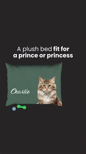 Bringing a new kitten home?