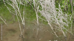 Green Plants in the Swamp Algae flowing down a canal Green Plants in the Swamp Stock Video