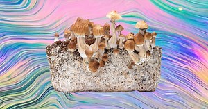 The Best Substrates for Potent Mushrooms