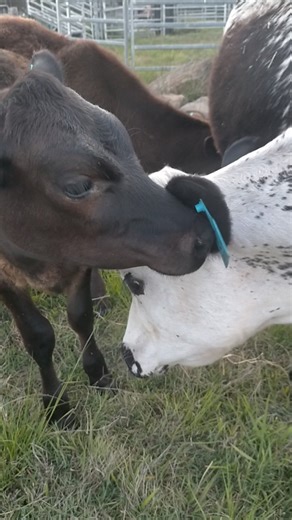 Cattle Herding Adventure in Australia