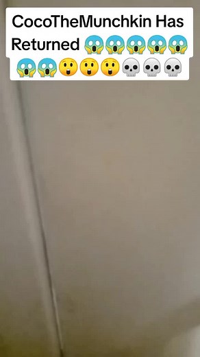 CocoTheMunchkin is BACK!!!