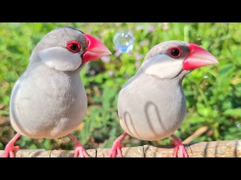The pair of java sparrows sing together in harmony and joy, singing happily every day. Java sparrows