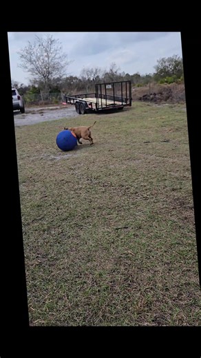 kiimo and his new toy