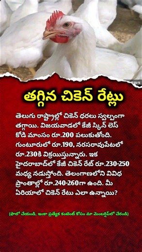 Chicken Prices Drop in India | Latest Chicken Rate Today in Telangana and Andhra Pradesh