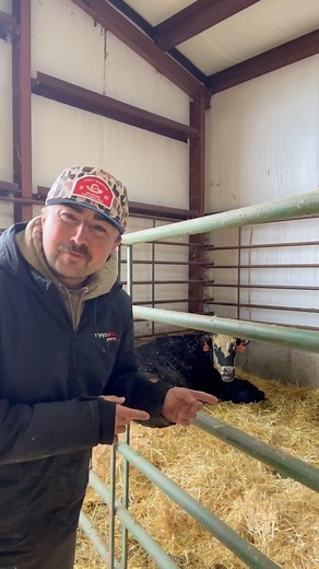 Jack is now a dad! #cattle #calving #southdevon #farm #ranch #calf | Kaid Panek