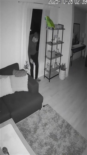 Is it a guard dog? #dog #guarddog #parrot #parrots #pets #funnyanimals #funnyvideo #meme #funnymemes