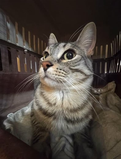 Zazu on Instagram: "All the frames leading up to the big moment #cat #cats #zazufr #catmemes #silly #sillycats #catsofinstagram"