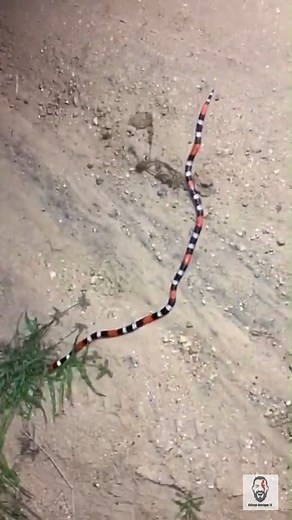 Coral verdadeira forrageando Espécie: Micrurus ibiboboca Video de Tay Sant'os Data: 28/2/21 Local: Santa luz BA Video cedido para uso exclusivo do Biólogo Henrique | Biólogo Henrique o Biólogo das Cobras