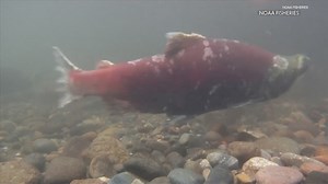 Fish from Washington's coastal commercial troll Chinook fishery are a more sustainable way to eat salmon