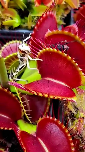 50K views · 490 reactions | Carnivorous Plant tentacles prevent bug from escape.#plant #reelsplants #fyp #reels #reelsvideo #reelsviral #love #Facebookreelscontest #flower #trend #trendding #trendingreels #asmr #fruit #reels #reelsvideo #reelsviral #viral #fyp #trend #trendingreels #trending #plant #carnivorousplant #insect #nature #naturephotography | Carnivorous Plants | Facebook