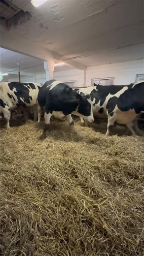 Superior Condition. #holstein #dairy #breeding #heifers #dairyfarms #damızlık #düve #sütineği #cow