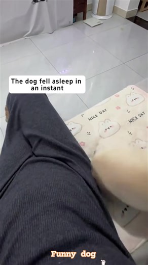 Funny dogs 24 | Cole Karen