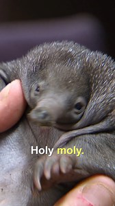 3.2M views · 99K reactions | Tim's reaction to seeing a rare Echidna  | Untamed | Facebook