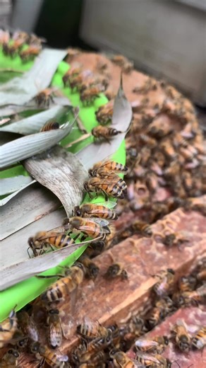 9.8K views · 215 reactions | ️ When raindrops fall, the hive comes alive inside! Bees huddle together, protect the queen, and wait for sunshine to buzz again. ☀️ #BeeLife #RainyDays #BusyBees | WeBee | Facebook