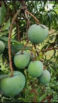 People Think This Destroys Mango Trees- But It Actually Saves Them!"#satisfying 🥭🥭🥭🥭🥭🥭🥭#food #plant