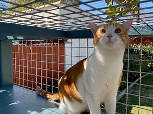 Amazing Catio (Cat Patio), Run, and Tree Enclosure