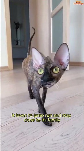 ⭐ Cornish Rex: The Cat with Velvet Waves 😺✨