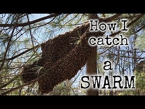 How to catch a bee swarm in a tree