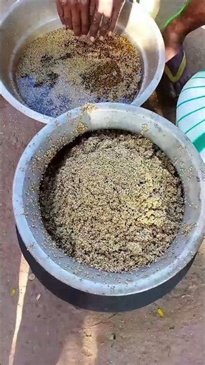 Kuthiraivaali Arisi Vega Vaithal 🔥🌾 | Traditional Millet Cooking | Village Style