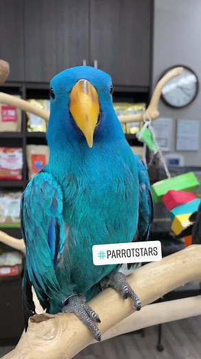 Blue Mutation Eclectus Parrots #parrotstars #blueeclectus #eclectus #parrotsoftiktok #HavaianasLivreDeCliches