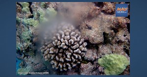 Coral Spawning Prompts Temporary Closures at Waialea Bay on Hawai‘i Island | Maui Now