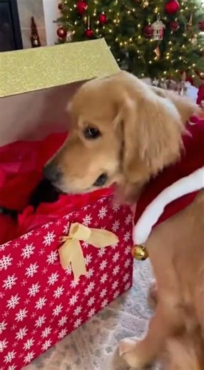Dog Gets a Surprise Gift… His Reaction Says Everything 🎁🐶