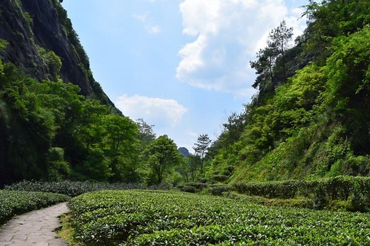 Yancha - What is Wuyi Yancha Rock Tea - Blog - Chinese Tea - ZhenTea