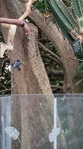 Umbrella Cockatoo