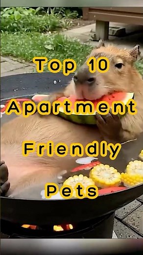 Top 10 Pets Perfect for Apartment Living 🐾 | Small-Space Friendly Pets!