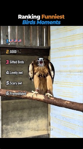 Ranking Funniest Birds Moments