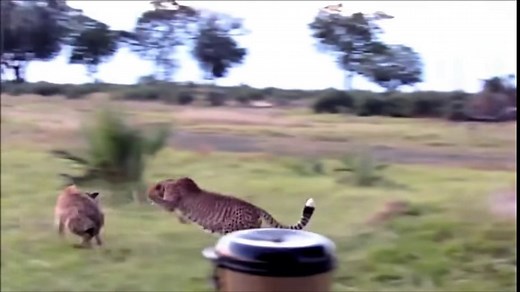 Tiger Vs Hyena Real Fight - Amazing Videos