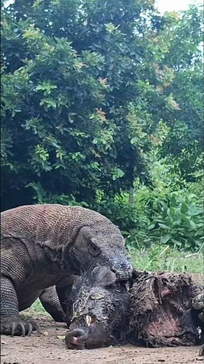 How to get rid of a Komodo dragon bite ⁉️😱