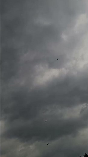 Bird soaring in the sky bird 🦅