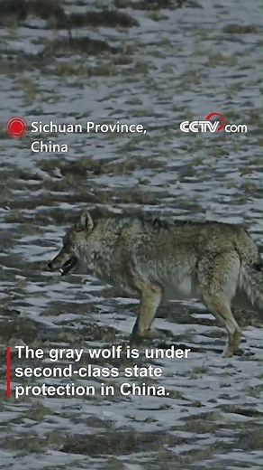 17K views · 75 reactions | The gray wolf is under second-class state protection in China. It is found in a wide range of climes, from the Arctic tundra to open forests, grasslands, deserts, and the frozen earth. It exhibits remarkable adaptability to the environment, being able to withstand extreme climates. #AnimalAdventure #ChorusofLife For more: https://english.cctv.com/ | CCTV | Facebook
